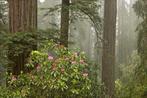 Framed Redwood Fog Rhododendrons Print