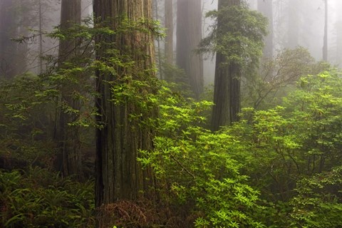 Framed Redwoods Fog Print