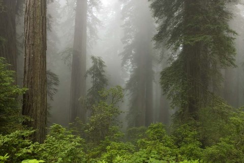 Framed Redwoods NP Fog Print
