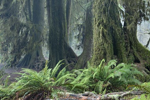 Framed Washington Olympic NP Foggy Ferns Print