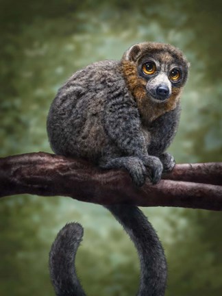 Framed Mongoose Lemur Totem Print