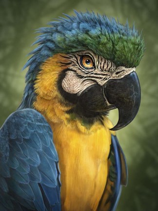 Framed Parrot Totem Print