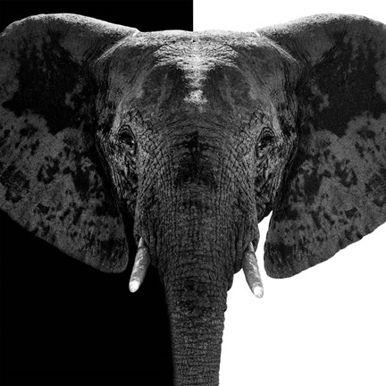 Framed Safari Profile Collection - Elephant B&amp;W IV Print