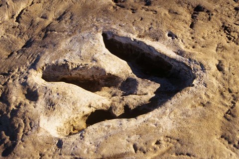 Framed 1990S Dinosaur Track Glen Rose Tx Print