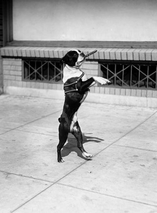 Framed 1930s Boston Terrier Performing Print