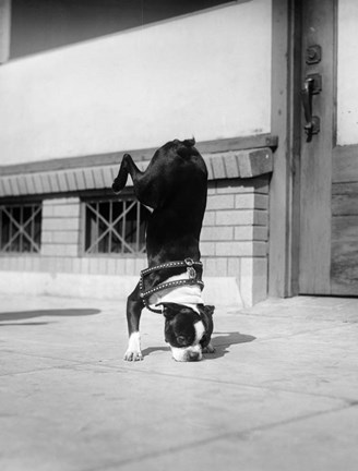 Framed 1930s Boston Terrier Performing Trick Print
