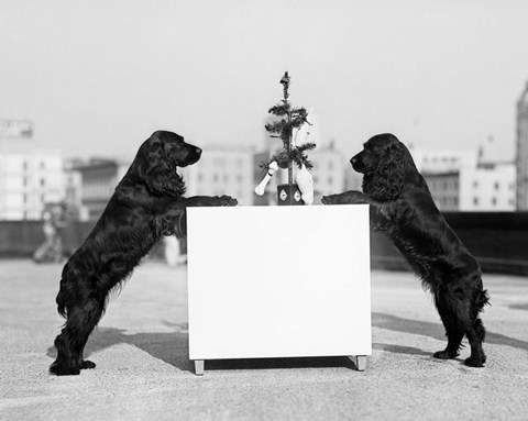 Framed 1930s Two Black Cocker Spaniels Standing Print