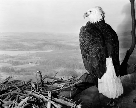 Framed Museum Setting View Of Bald Eagle Print