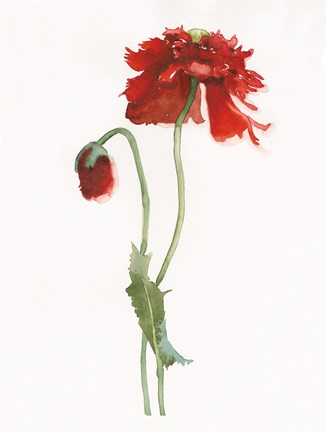 Framed Red Somniferum Print