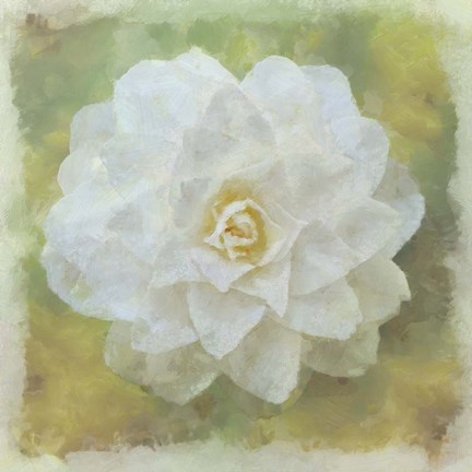 Framed Camelia White Print