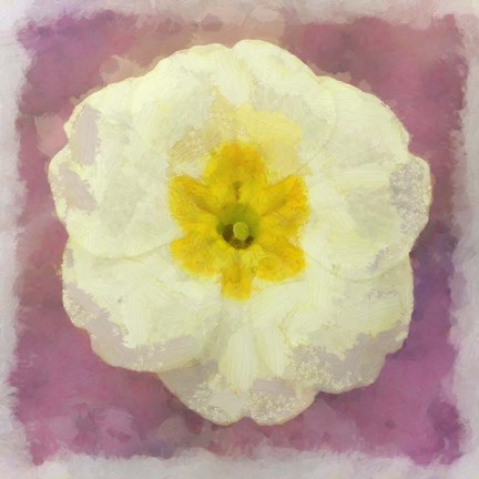Framed Primrose White Print
