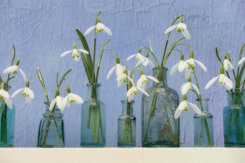 Framed Snoflakes in Little Bottles Print