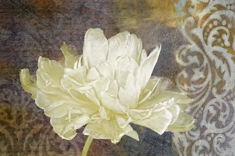 Framed Classic Double White Tulip I Print