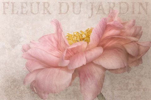 Framed Garden Flower Print