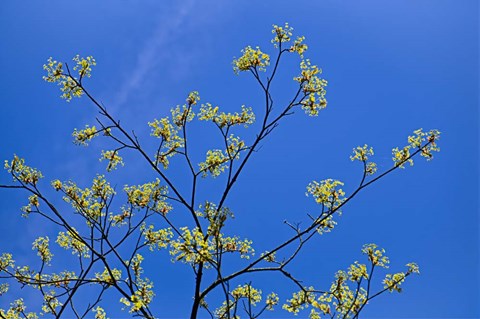 Framed Maple Flowers Print