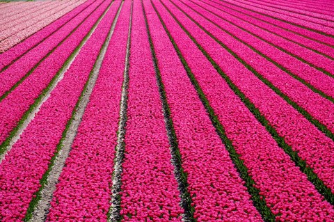 Framed Tulip Field Hot Pink Print