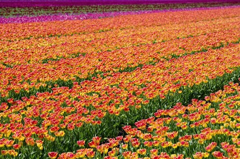 Framed Tulip Field Orange Print