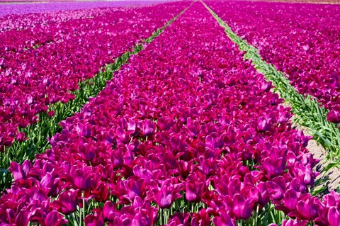 Framed Tulip Field Red Violet Print