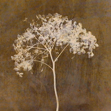 Framed Hortensia Silhouette Bronze Print