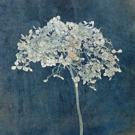 Framed Hortensia Silhouette Sapphire Print