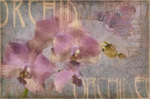 Framed Orchid I Print