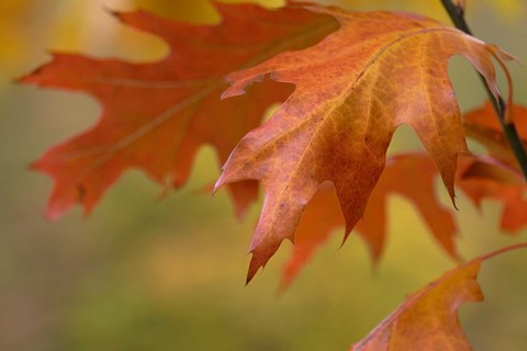 Framed Autumn American Oak Leaves Print