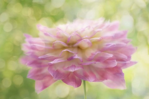 Framed Dahlia in Backlight Print