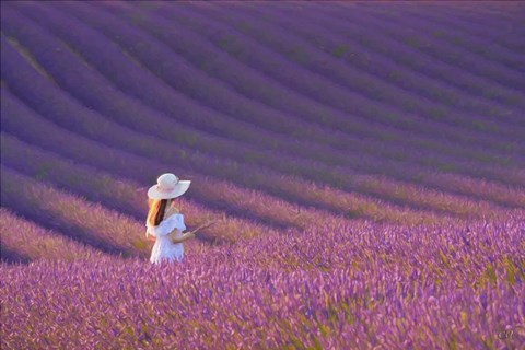 Framed Girl in Lavender Field Print
