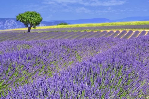 Framed Lavender Fields with Tree Print