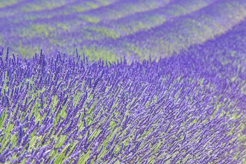 Framed Lavender Print