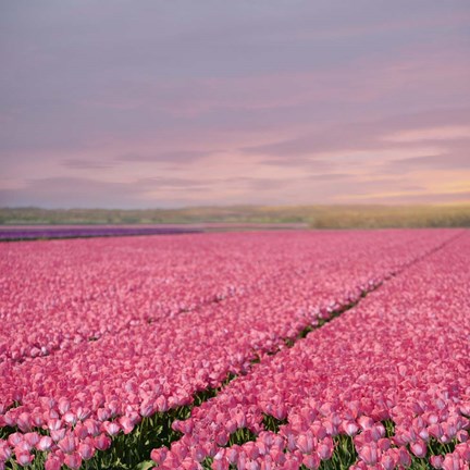 Framed Pink Tulip Fields Print