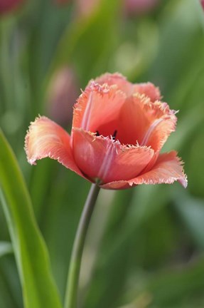 Framed Tulip Flower Parabola Print