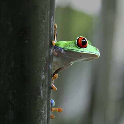 Framed Red Eyed Tree Frog Print