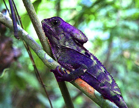 Framed Purple Iguana Print