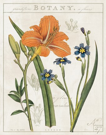 Framed Vintage Flora II Ivory Print