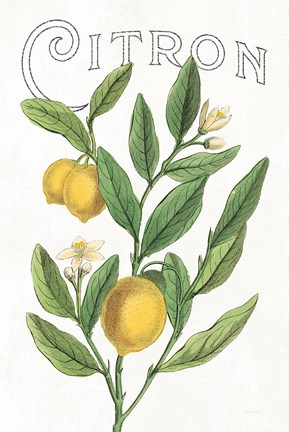 Framed Classic Citrus V v2 Print