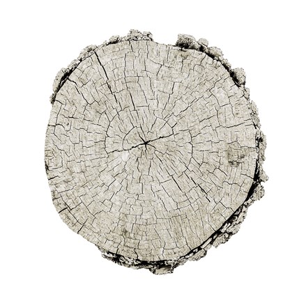 Framed Woodland Years II on White Print