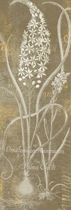 Framed Flower Lines III Print