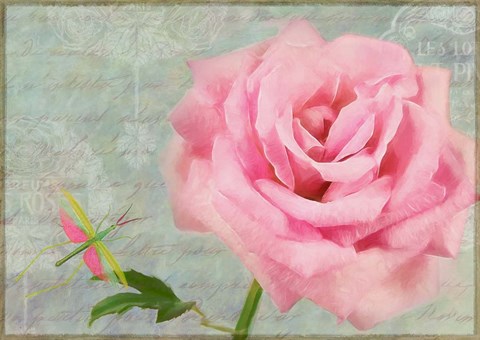 Framed Pink Roses I Print