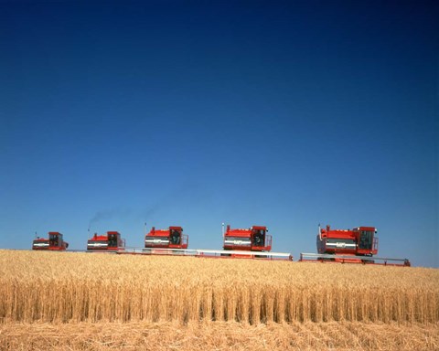 Framed 1970s Five Massey Ferguson Combines Harvesting Wheat Nebraska Usa Print
