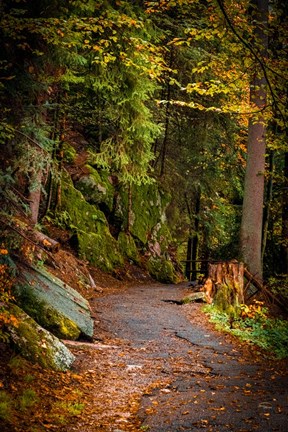 Framed Foret Path Print