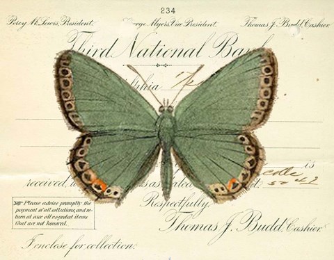 Framed Butterfly Green Print