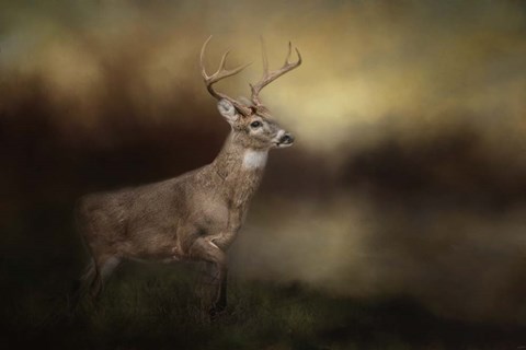Framed Streamside Buck Print