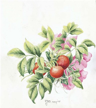 Framed 2007 Rose Hips Print