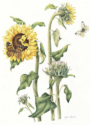 Framed October Sunflower Print