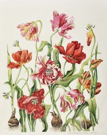 Framed Tulips Print
