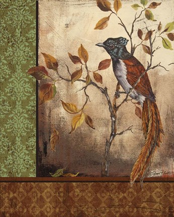 Framed Paradise Flycatcher Print