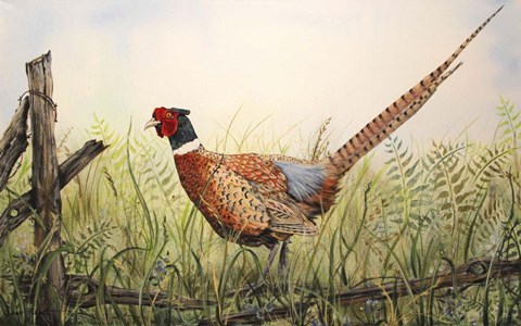 Framed Glorious Pheasant Print