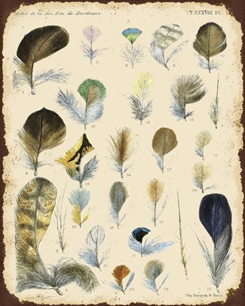 Framed Vintage Feather Study - C Print