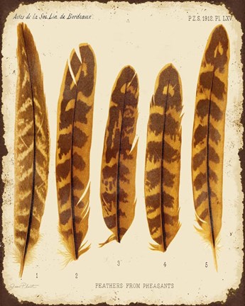 Framed Vintage Feather Study - K Print